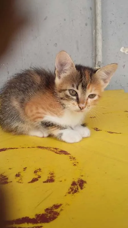 Gato ra a indefenida idade 2 a 6 meses nome Lili