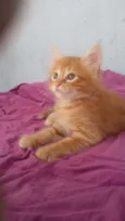 Fofinho