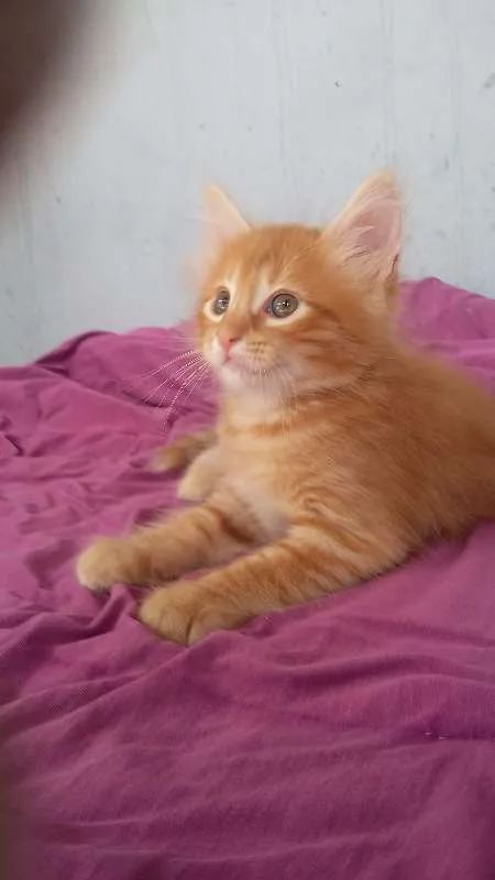 Gato ra a indefinida idade 2 a 6 meses nome Fofinho