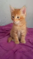 Fofinho