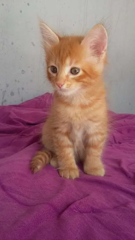 Gato ra a indefinida idade 2 a 6 meses nome Fofinho