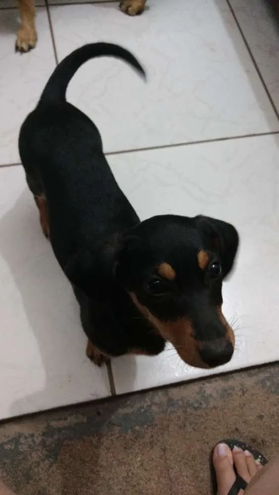 Cachorro ra a Srd idade 2 a 6 meses nome Sofia