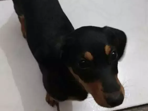 Cachorro ra a Srd idade 2 a 6 meses nome Sofia
