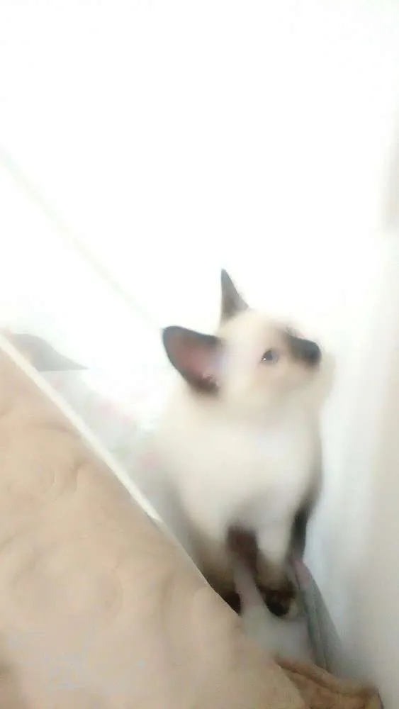 Gato ra a Sem raça idade Abaixo de 2 meses nome Sem nome