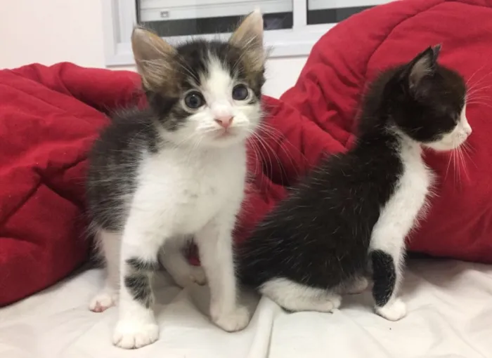 Gato ra a sem raça definids idade Abaixo de 2 meses nome Sem nome