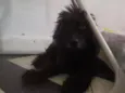 Peludo