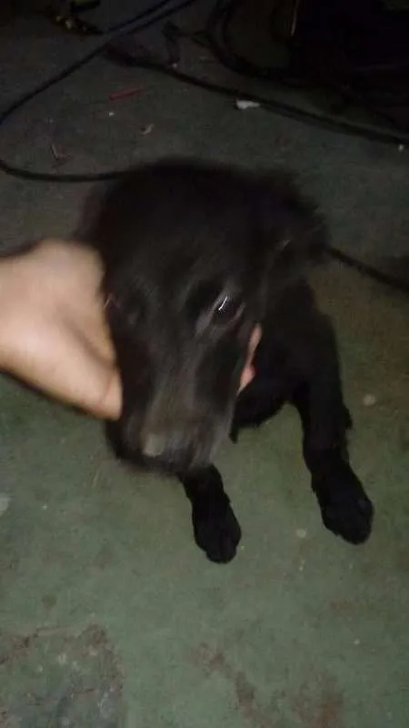 Cachorro raça RND idade 2 a 6 meses nome Sem nome