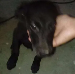 Cachorro raça RND idade 2 a 6 meses nome Sem nome