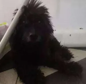 Cachorro raça Poodlo misturado idade 6 ou mais anos nome Peludo