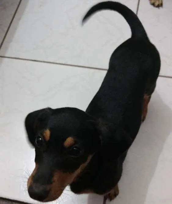 Cachorro ra a Srd idade 2 a 6 meses nome Sofia