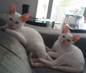 Gato raça SRD idade 2 a 6 meses nome Sem Nome