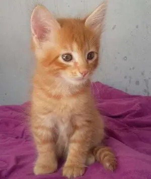 Gato raça indefinida idade 2 a 6 meses nome Fofinho