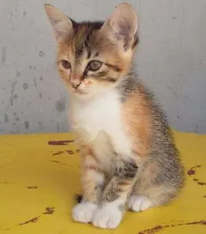 Gato raça indefenida idade 2 a 6 meses nome Lili