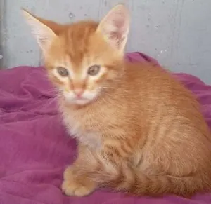 Gato raça indefenida idade 2 a 6 meses nome Tico