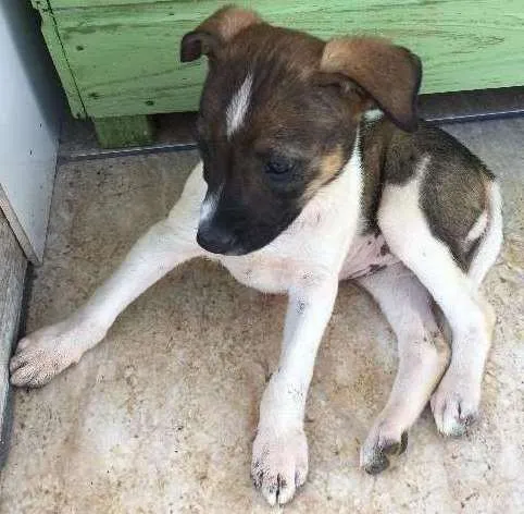 Cachorro ra a vira laTA idade 2 a 6 meses nome NÃO TEM NOME