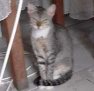 Gato raça SRD idade 7 a 11 meses nome Fininha