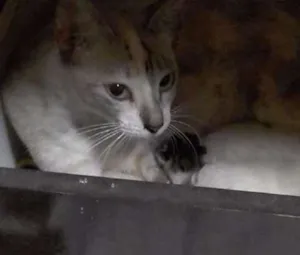 Gato raça SRD idade 1 ano nome Comprida