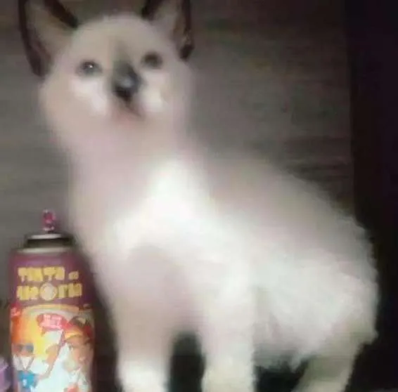 Gato ra a Sem raça idade Abaixo de 2 meses nome Sem nome