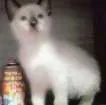 Gato raça Sem raça idade Abaixo de 2 meses nome Sem nome