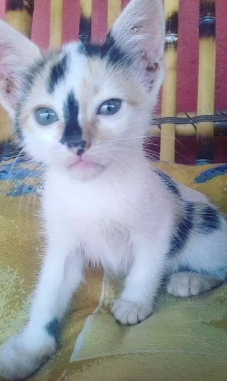 Gato ra a não sei idade 2 a 6 meses nome Sem nome 