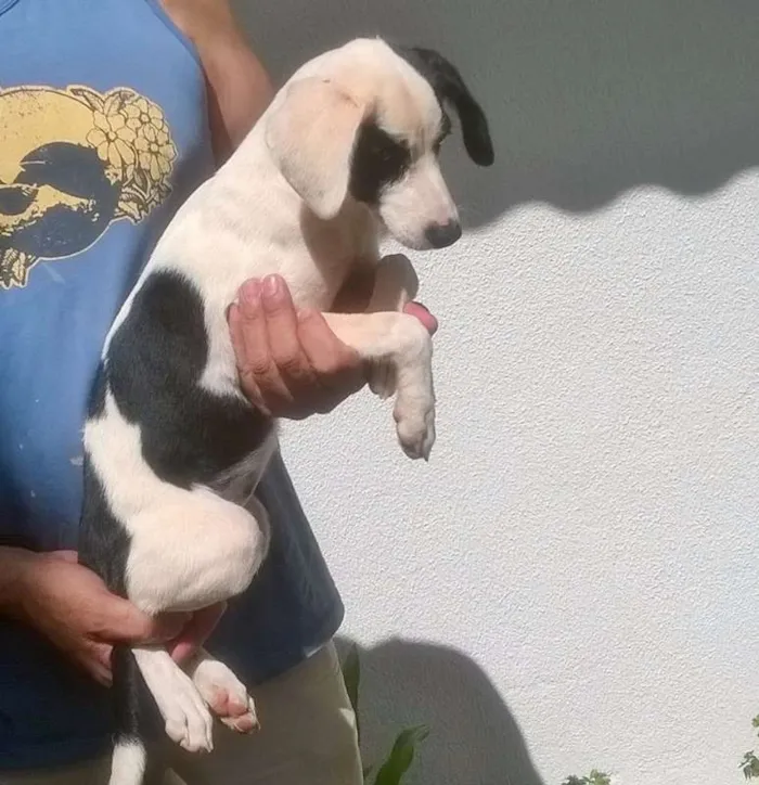 Cachorro ra a indefinida idade 2 a 6 meses nome Vitoria