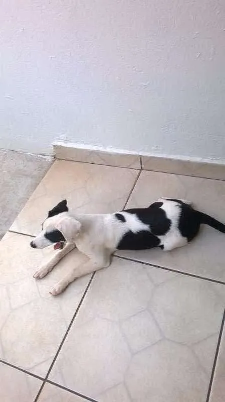 Cachorro ra a indefinida idade 2 a 6 meses nome Vitoria