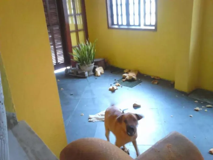 Cachorro ra a Vira-Lata idade 2 anos nome Timóteo Filippe