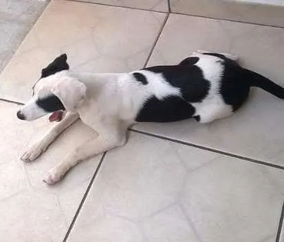 Cachorro ra a indefinida idade 2 a 6 meses nome Vitoria