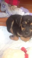 Lolinha 