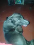 Rex