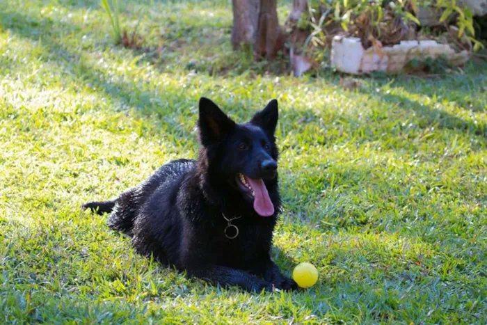 Cachorro ra a Pastor Alemão idade 2 anos nome LUNA