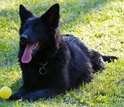 Cachorro ra a Pastor Alemão idade 2 anos nome LUNA