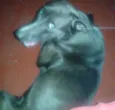 Rex