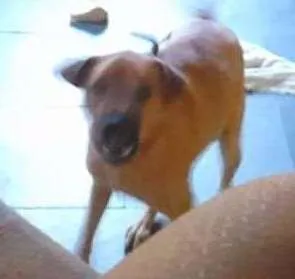 Cachorro ra a Vira-Lata idade 2 anos nome Timóteo Filippe