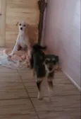 Mel e adeli