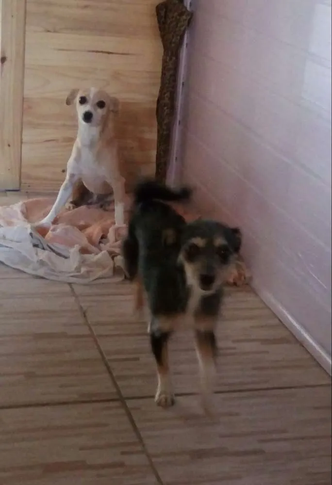 Cachorro ra a Sem raça idade 3 anos nome Mel e adeli
