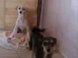 Mel e adeli