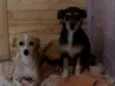 Mel e adeli