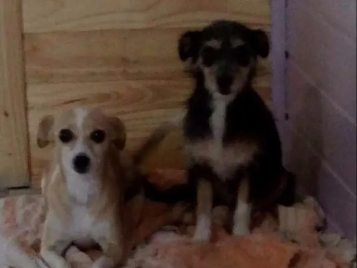 Cachorro ra a Sem raça idade 3 anos nome Mel e adeli
