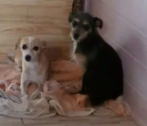 Cachorro raça Vira-lata idade 3 anos nome Mel e adely