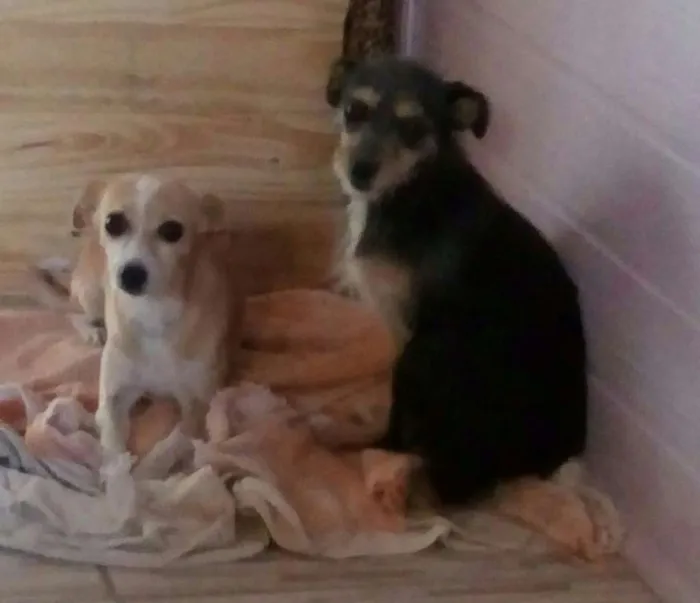 Cachorro ra a Vira-lata idade 3 anos nome Mel e adely