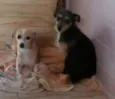 Mel e adely