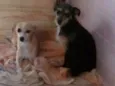 Mel e adely