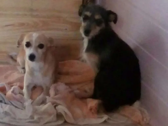 Cachorro ra a Vira-lata idade 3 anos nome Mel e adely