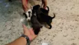 Peludinhos