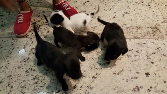 Cachorro raça Sem raça definida idade Abaixo de 2 meses nome Peludinhos