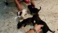 Peludinhos