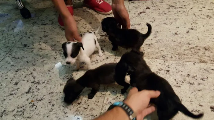 Cachorro raça Sem raça definida idade Abaixo de 2 meses nome Peludinhos