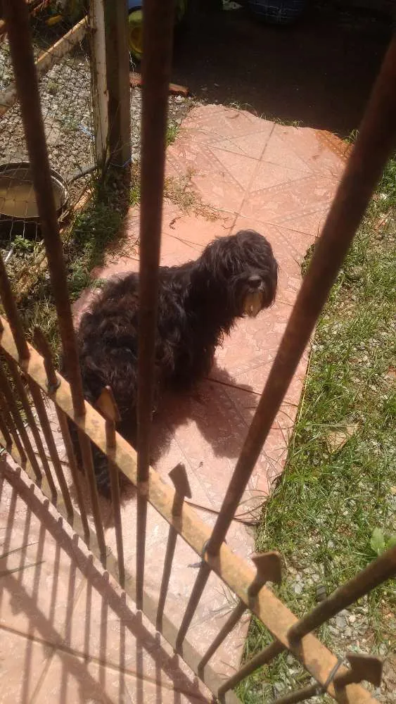 Cachorro ra a Poodle idade 1 ano nome Pelé