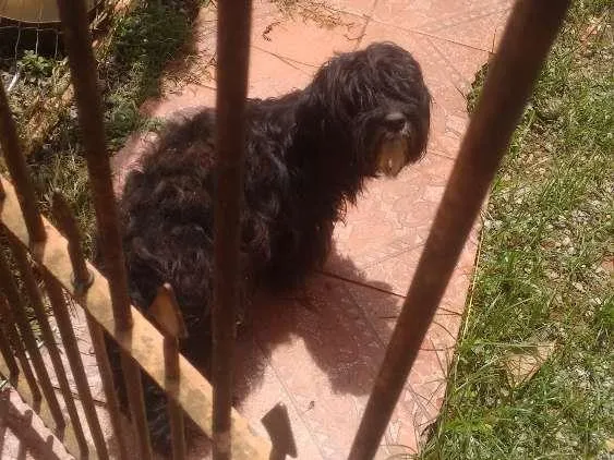 Cachorro ra a Poodle idade 1 ano nome Pelé